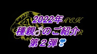 R25 お待たせいたしました。2022年度種親♂のご紹介 第２弾 [upl. by Nomihs726]