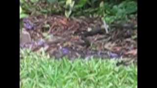 Snake in the Florida Backyard [upl. by Mauer]