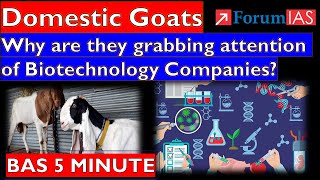 Domestic GoatsWhy are they grabbing attention of Biotechnology Companies Forum IAS  BAS 5 MINUTE [upl. by Wellesley]