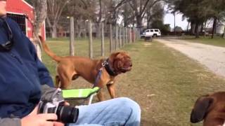 Dogue de Bordeaux aggressive [upl. by Meibers959]