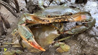 MUD CRAB Catching  Catching GIANT Mud Crab in the Mangroves  Find Giant Mud Crab In Secret Hole [upl. by Orgell]