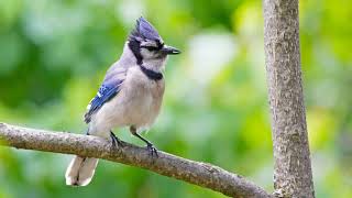 Blue Jay Bird Singing Sounds  1 Hour Birdattracting Nature Whitenoise Study Meditation [upl. by Nnaacissej725]