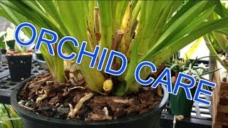 Cymbidium ORCHID CARE  How to Remove old bloom spikes trim Orchid leaves amp new Cymbidium growth [upl. by Lecia889]