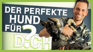 Wie Du den PERFEKTEN HUND für DICH findest [upl. by Naejamron806]