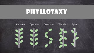 Types of Phyllotaxy  Plant Biology [upl. by Pathe]