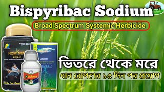 Nominee Gold  Bispyribac Sodium 10 SC⚡ ধানের আগাছানাশক Systemic Herbicide [upl. by Sivart]