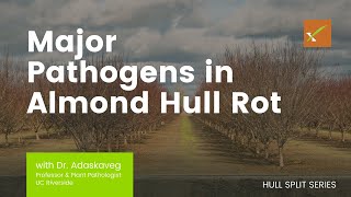 Dr Adaskaveg Reviews Major Pathogens in Almond Hull Rot [upl. by Nirtak]