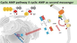 cAMP Pathway II cyclic AMP as second messenger [upl. by Ssitnerp]