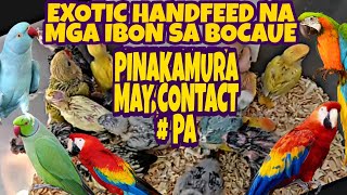 BOCAUE BULACAN PET MARKET  TIANGGE NG MGA MURANG HAYOP MURA NA MAY DISCOUNT PA vlog411 [upl. by Tsugua]