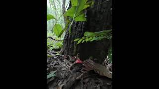 Red russula russula emetica Its perfectly safe when boiled or pickled [upl. by Edie939]