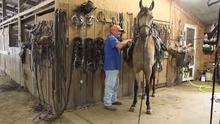 Buckskin Kela Trail Mare TWH for sale at McNatt Farms [upl. by Douglass]