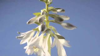 Hosta flowers opening time lapse filmed over 14 days [upl. by Arbmat16]