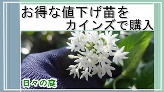 【カインズでお得な値下げ苗を購入】秋の終わりまで咲く一年草ペンタスやインパチェンスやマリーゴールドなどガーデニング [upl. by Aidyl807]