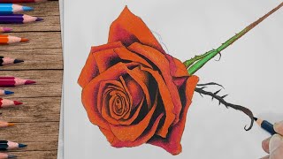 Drawing a Stunning Rose Flower with Colored Pencils  StepbyStep Pencil Colour Tutorial [upl. by Ocko707]