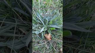 Narrow Leaf Plantain AKA Ribwort Plantago lanceolata  Identification and Some Applications shorts [upl. by Hamid]