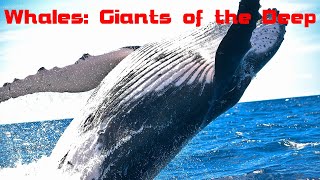 Whales  The Giants of the Deep [upl. by Aicital]