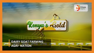 Kenyas Gold  Dairy Goat Farming  Agri Nation [upl. by Sewel]