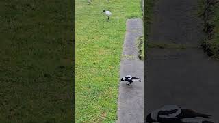 Magpies swooping at Ibis [upl. by Pelletier797]