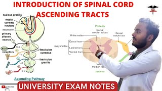 Spinal Cord  Ascending Tracts  CNS Physiology [upl. by Fields630]