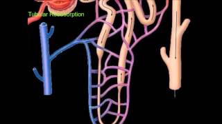 Urine Formation [upl. by Linus]