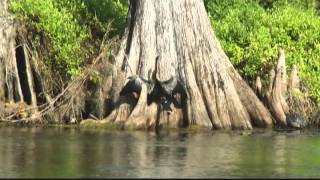 Wakulla River Florida Jungle River Cruise Boat Ride [upl. by Sternberg]