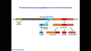 Vídeo Clase Golgi y lisosomas parte III [upl. by Nies632]