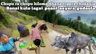 Hamro gauko Ropai  Life of white rice  khaja thuppa paani chai dew renta 😁 vlog78 [upl. by Lawford]