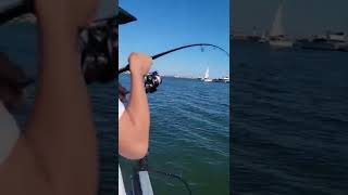 100 lb Bat Ray on ultra light bass gear fishing [upl. by Mahon]