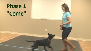 Best way to teach a puppy to come when called K91com [upl. by Neelia98]