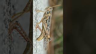 ¹ 🦀☆²⁷ Orthoptera ◇¹ Caelifera ▪︎ Grasshoppers  Observed in Description [upl. by Esorlatsyrc]