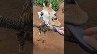 Travel 🥺CryBaby Love Overwhelm at the Giraffe Centre🦒🇰🇪 Such Gentleness [upl. by Janey]