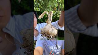 Planting Garlic 8 Different Ways to See What Matters Most [upl. by Eivol361]