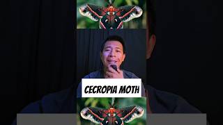 Cecropia Moth  Ngengat Cecropia bugs moths wildlife youtubeshorts shorts [upl. by Dalston]