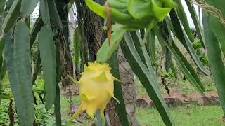 Australian golden yellow dragon fruit [upl. by Eiram236]