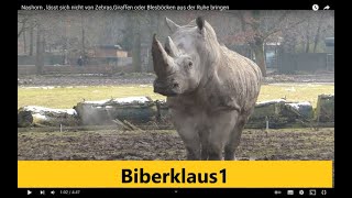 Nashorn  lässt sich nicht von Zebras Giraffen oder Blessböcken aus der Ruhe bringen  Augsburg [upl. by Barbra]