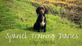 Gundog Training  Progressing the Stop whistle [upl. by Nosniv878]