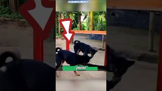 Perro Confundido con su Reflejo Mira lo que Sucede🐶 shorts [upl. by Nawram]