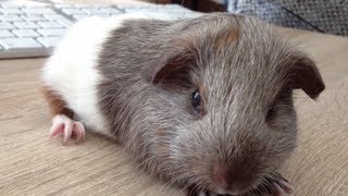 TOFFEE das NEUE Meerschweinchen  Die Meeries [upl. by Reeva]