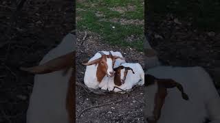 Adorable goat and her baby chewing cud together [upl. by Annoerb]