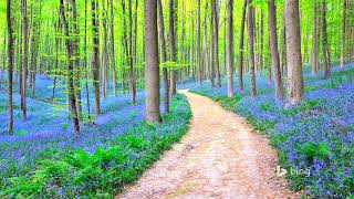 Hallerbos Blue Forest  Belgium HD1080p [upl. by Irved]