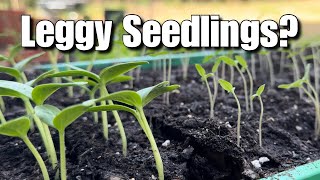 EASY Solutions To Help Leggy Seedlings Grow Big And Strong [upl. by Ahsielat]