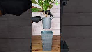 Just Repotted This Rubber Plant rubberplant thegreenearth plants [upl. by Dhumma]