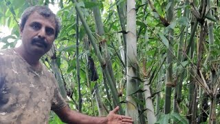 How to extract the rhizome of oliveri bamboo ओलिवरी का कंद विभाजन [upl. by Gibert]