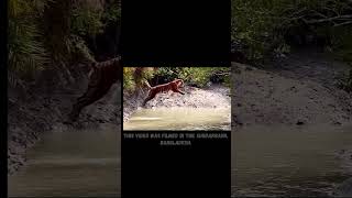 Tiger vs leopard Jumping Comparison Leaping over water tiger leopard comparison [upl. by Silevi888]