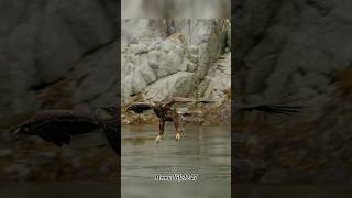 Wildlife  Eagle shortswildlifeeagles [upl. by Nurav]