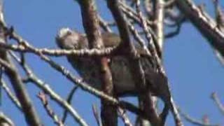 Browneared Bulbul [upl. by Salisbarry]