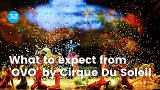 What to expect from Ovo by Cirque Du Soleil [upl. by Nivat288]