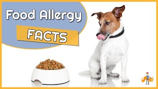 Food Allergy in Dogs Causes Diagnosis and Treatment [upl. by Dinnage704]