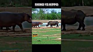 Rhino vs hippo trending animals viralvideo hippo rhino wildlife shorts youtubeshorts [upl. by Elmajian228]