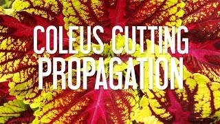 Coleus Cutting Propagation [upl. by Ahtiekahs]